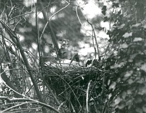 Een Ibis zittend op zijn nest in London Zoo door Frederick William Bond