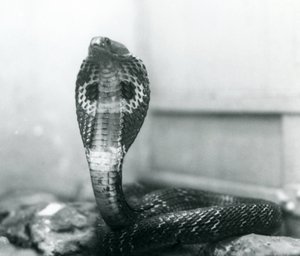 Een Indische Brilslang met opgeheven kop en gespreide kap, London Zoo, oktober 1925 door Frederick William Bond