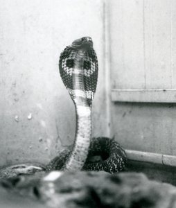 Een Indische Brilslang met opgeheven kop en gespreide kap, London Zoo, oktober 1925