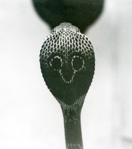 Een Indische Brilslang met opgeheven kop en gespreide kap, London Zoo, oktober 1925 door Frederick William Bond