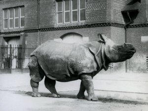 Een Indische neushoorn in de London Zoo, 1927 door Frederick William Bond
