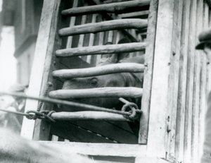 Een Indische Neushoorn kijkt uit zijn houten transportkrat bij aankomst in de London Zoo in 1924 door Frederick William Bond