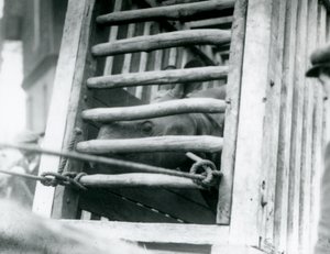 Een Indische Neushoorn kijkt uit zijn houten transportkrat bij aankomst in de London Zoo door Frederick William Bond