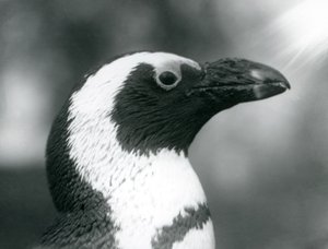 Een volwassen Zwartvoetpinguïn in London Zoo, september 1925