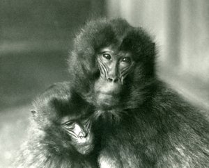 Een volwassen en jonge Gelada-bloedend hart aap in London Zoo in januari 1925 door Frederick William Bond