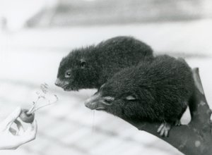 Een volwassen en jonge Westelijke Boomhyrax zitten op een tak en buigen zich over naar een worteltop die voor hen wordt gehouden om te eten, London Zoo