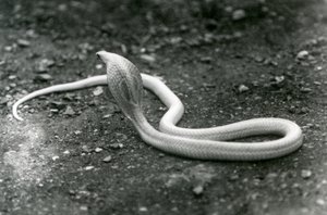 Een albino Indische brilslang met opgeheven kop en gespreide kap, London Zoo, september 1924 door Frederick William Bond
