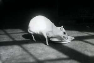 Een albino chevrotain etend uit een schaal, London Zoo, december 1926 door Frederick William Bond