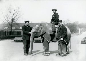 Een baby Indische Olifant met Verzorgers A. Church en H. Robertson in de Londense Zoo, juni 1922