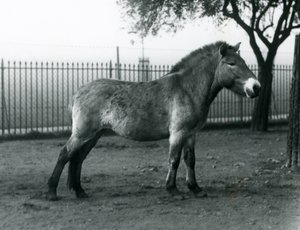 Een bedreigd Przewalski