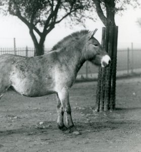 Een bedreigd Przewalski