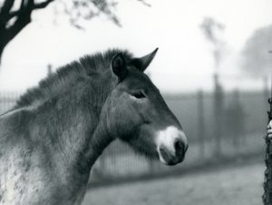 Een bedreigd Przewalski