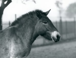 Een bedreigd Przewalski