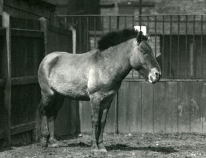 Een Bedreigde Przewalski