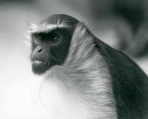Een bedreigde Roloway-aap in de London Zoo, 1927 door Frederick William Bond