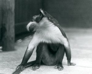 Een bedreigde Roloway Aap zittend op de grond, omhoog kijkend, terwijl hij zijn staart vasthoudt, London Zoo, 1927 door Frederick William Bond