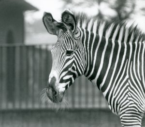 Een vrouwelijke/jenny bedreigde Grevy