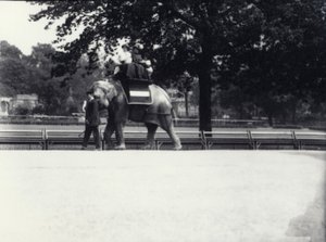 Aziatische olifant 