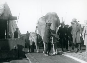Aziatische olifanten stappen uit een boot op weg naar London Zoo in 1927 door Frederick William Bond