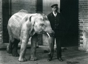 Baby Aziatische Olifant met verzorger Charles Eyles, London Zoo, november 1915
