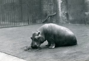 Baby nijlpaard 