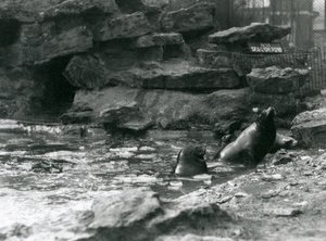 Californische zeeleeuwen met ijs op hun zwembad, London Zoo door Frederick William Bond