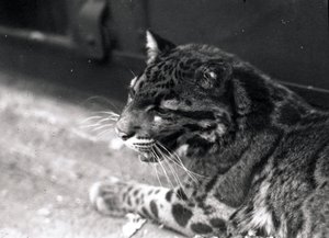 Nevelpanter, 1922