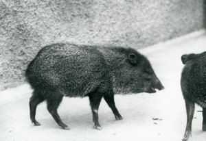 Kraagpekari