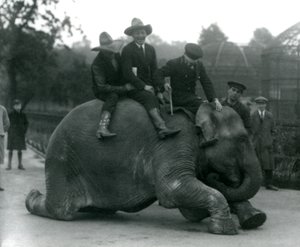 Cowboys en trainer met vrouwelijke Indische olifant Sundermalah tijdens een bezoek aan de London Zoo door Frederick William Bond