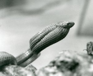 Eierslang in de London Zoo in 1930 door Frederick William Bond