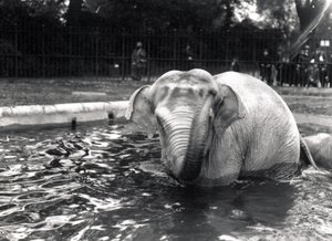 Olifant in bad door Frederick William Bond