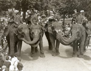 Olifantenritten in de Londense Zoo, juli 1936 door Frederick William Bond