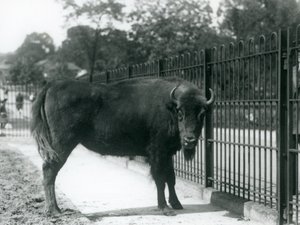 Europese Bison Georgina bij de tralies van haar verblijf, London Zoo, 12 augustus 1926 door Frederick William Bond
