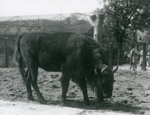 Europese Bison Julia etend van het gras in haar verblijf, London Zoo, 12 augustus 1926 door Frederick William Bond
