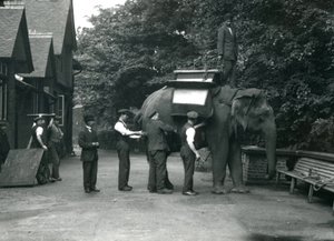 Vrouwelijke Aziatische olifant 