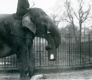 Vrouwelijke Aziatische olifant, 