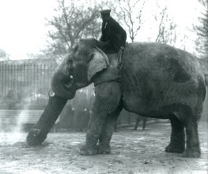 Vrouwelijke Aziatische olifant, 