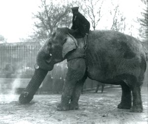 Vrouwelijke Aziatische Olifant, Indiarani, verplaatst hout met haar slurf, terwijl haar verzorger op haar rug zit en haar aanstuurt, London Zoo