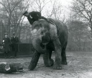 Vrouwelijke Aziatische olifant, Indiarani, verplaatst hout met haar slurf, terwijl haar verzorger op haar rug zit en haar dirigeert en twee andere mensen toekijken, London Zoo, 1925 door Frederick William Bond