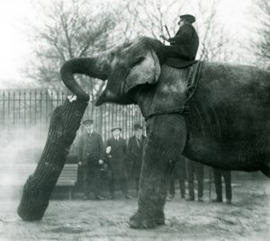 Vrouwelijke Aziatische olifant, Indiarani, verplaatst hout met haar slurf, terwijl haar verzorger op haar rug zit en haar aanstuurt, London Zoo, 1925