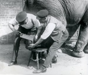 Vrouwelijke Aziatische olifant Sundermalah krijgt haar voeten verzorgd door haar verzorgers in de London Zoo, augustus 1926