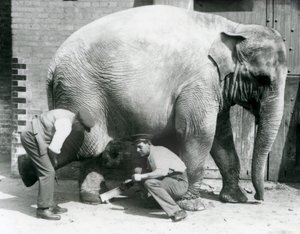 Vrouwelijke Aziatische olifant Sundermalah krijgt haar voeten verzorgd door haar verzorgers in de London Zoo, augustus 1926 door Frederick William Bond