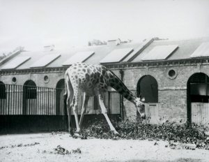 Vrouwelijke giraffe, 