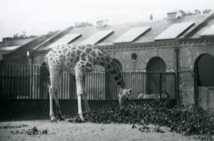 Vrouwelijke giraffe 