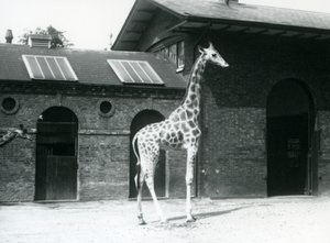 Vrouwelijke giraffe, Maud, staat in de paddock buiten het giraffenhuis, Londense dierentuin, juli 1925