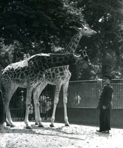 Vrouwelijke giraffen Maud en Maggie, met verzorger Ernie Professor Bowman, London Zoo door Frederick William Bond
