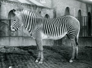 Vrouwelijke Grevy