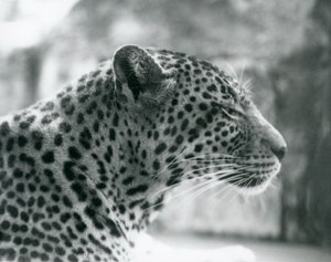 Vrouwelijke luipaard Daisy in London Zoo, augustus 1925