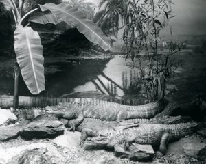 Vier alligators, in een panoramische setting met een bananenboom, in de London Zoo in 1929