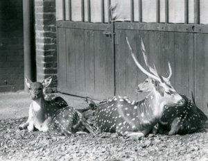 Vier axisherten, waaronder een bok met gewei, in London Zoo in 1924 door Frederick William Bond
